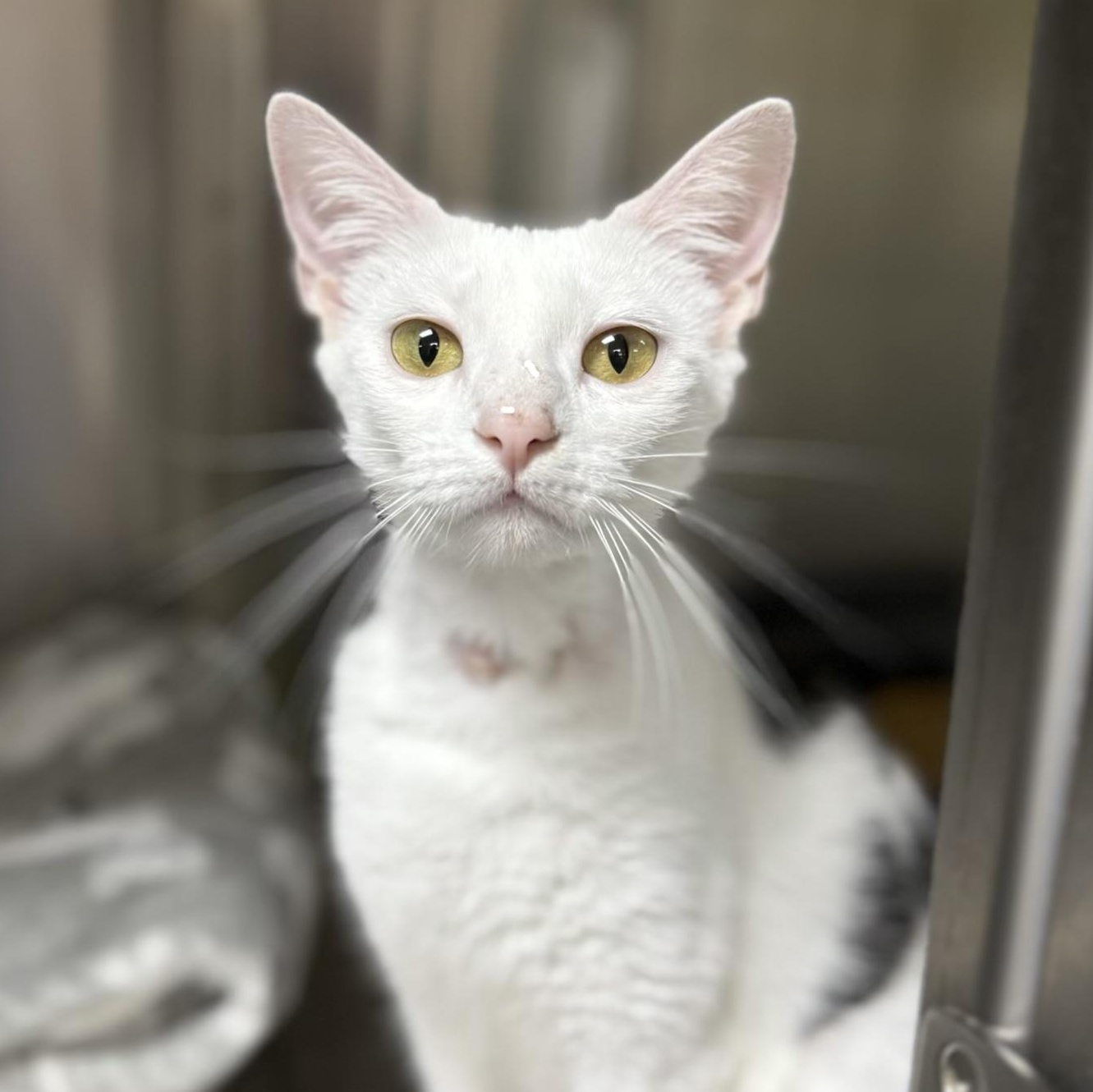 Enlarge Fern, an adoptable Domestic Short Hair in Collierville, TN image 1/5