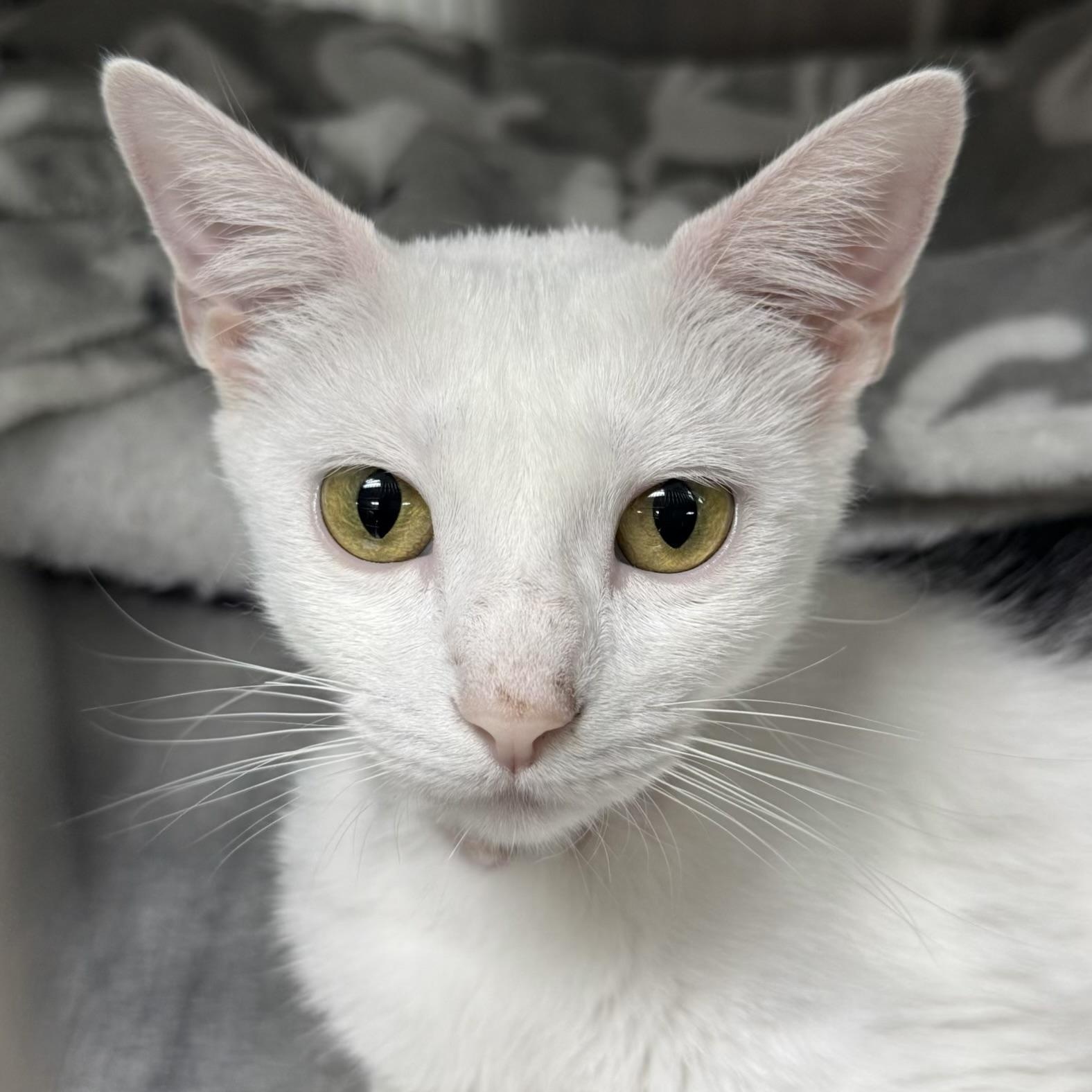 Enlarge Fern, an adoptable Domestic Short Hair in Collierville, TN image 5/5