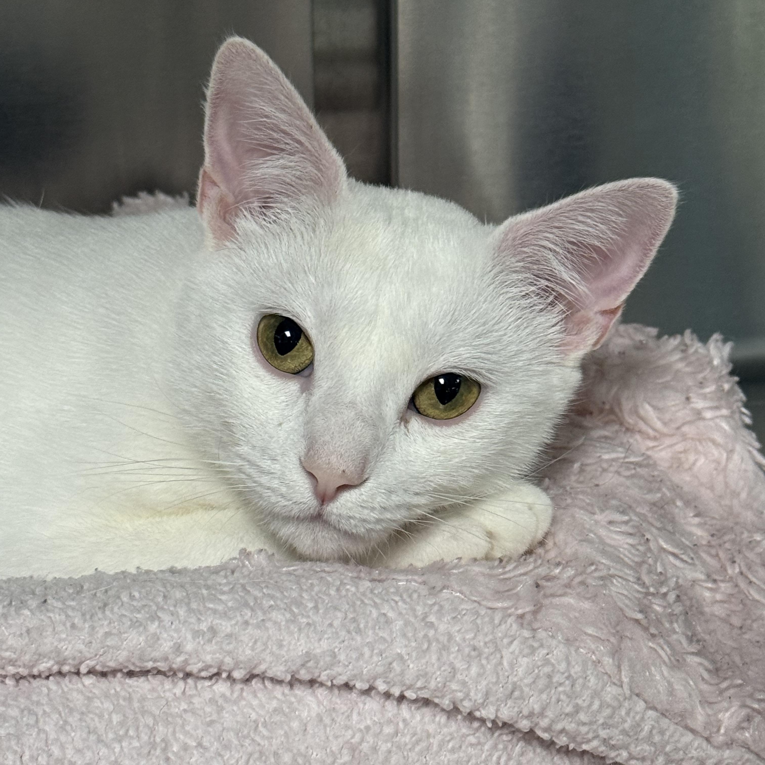 Fern, an adoptable Domestic Short Hair in Collierville, TN image 1/3
