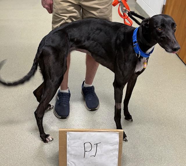 Enlarge Pimpjuice, a Adoptable Greyhound in Tarpon Springs, FL image 1/1