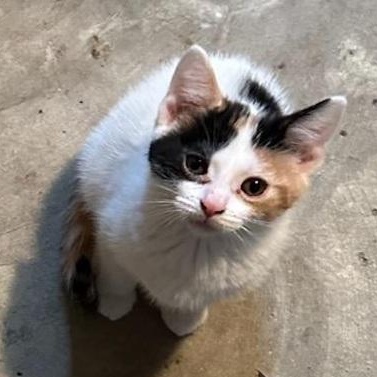 Clementine