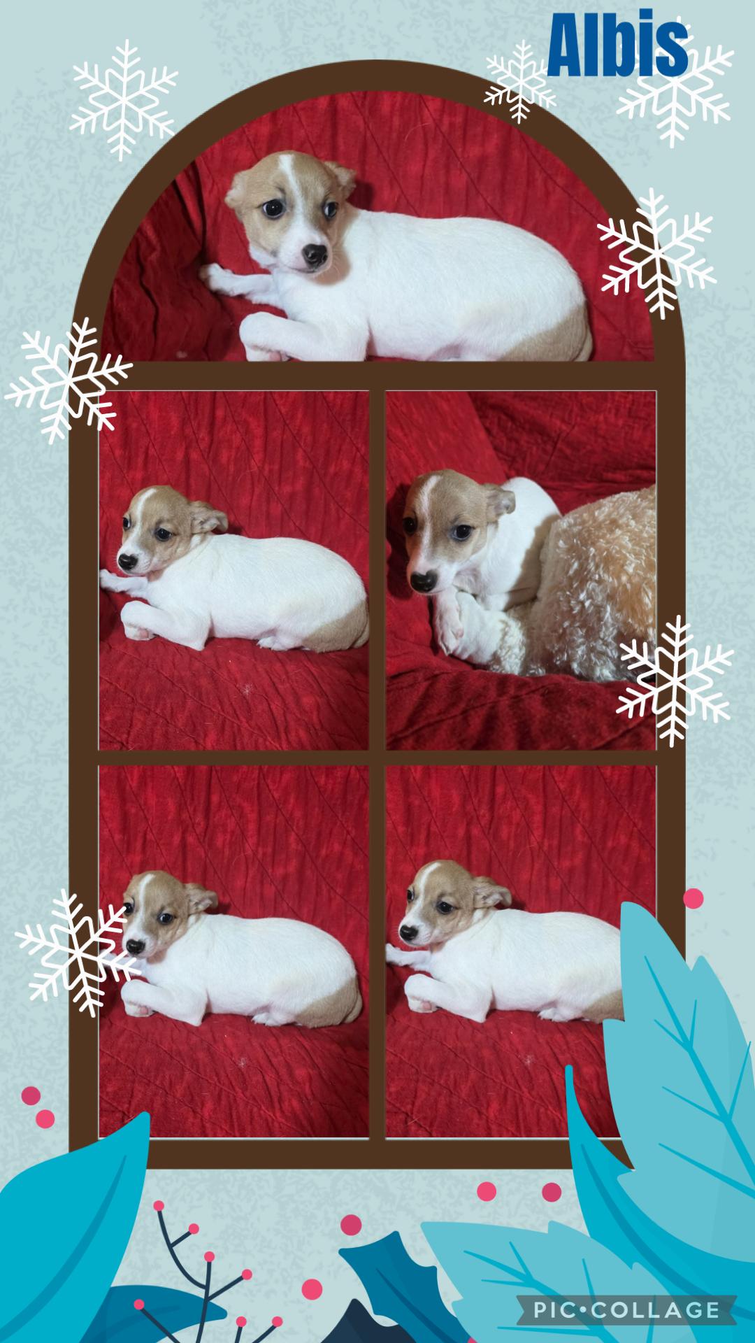 Albis, Adoptable, Puppy Male Chihuahua & Terrier.