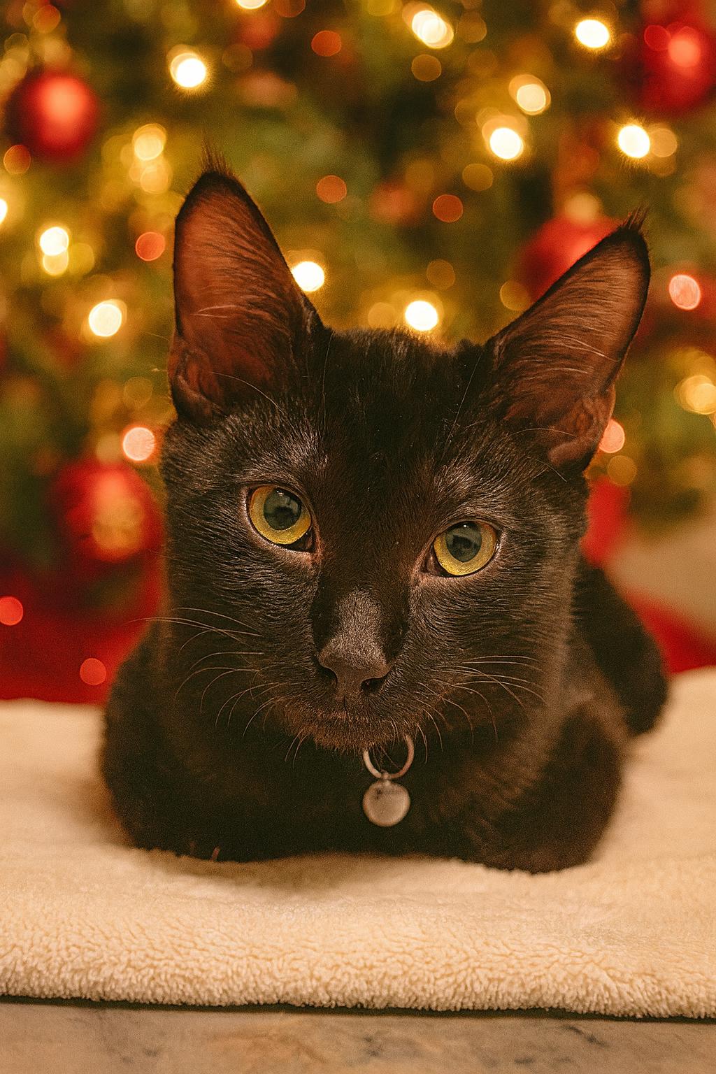 Vader, ADOPTABLE, Young Male Domestic Short Hair.