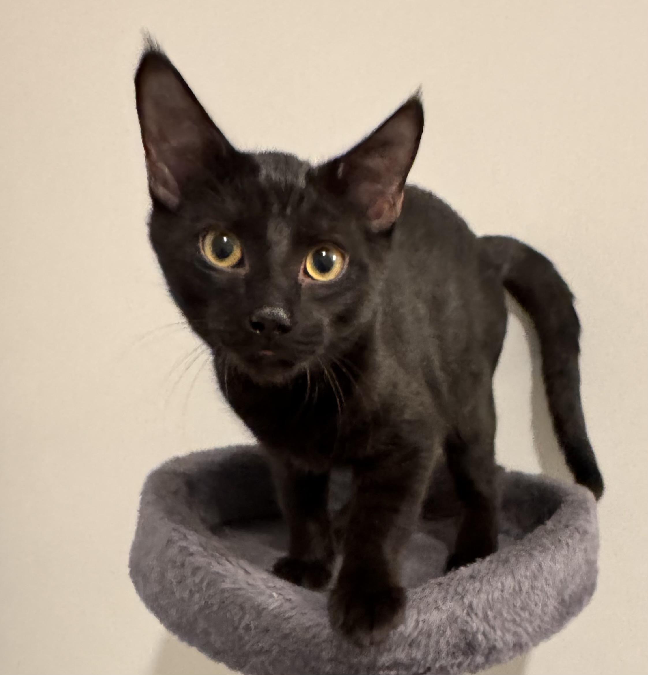 Enlarge Vader, a ADOPTABLE Domestic Short Hair in Hillsborough, NC image 2/2