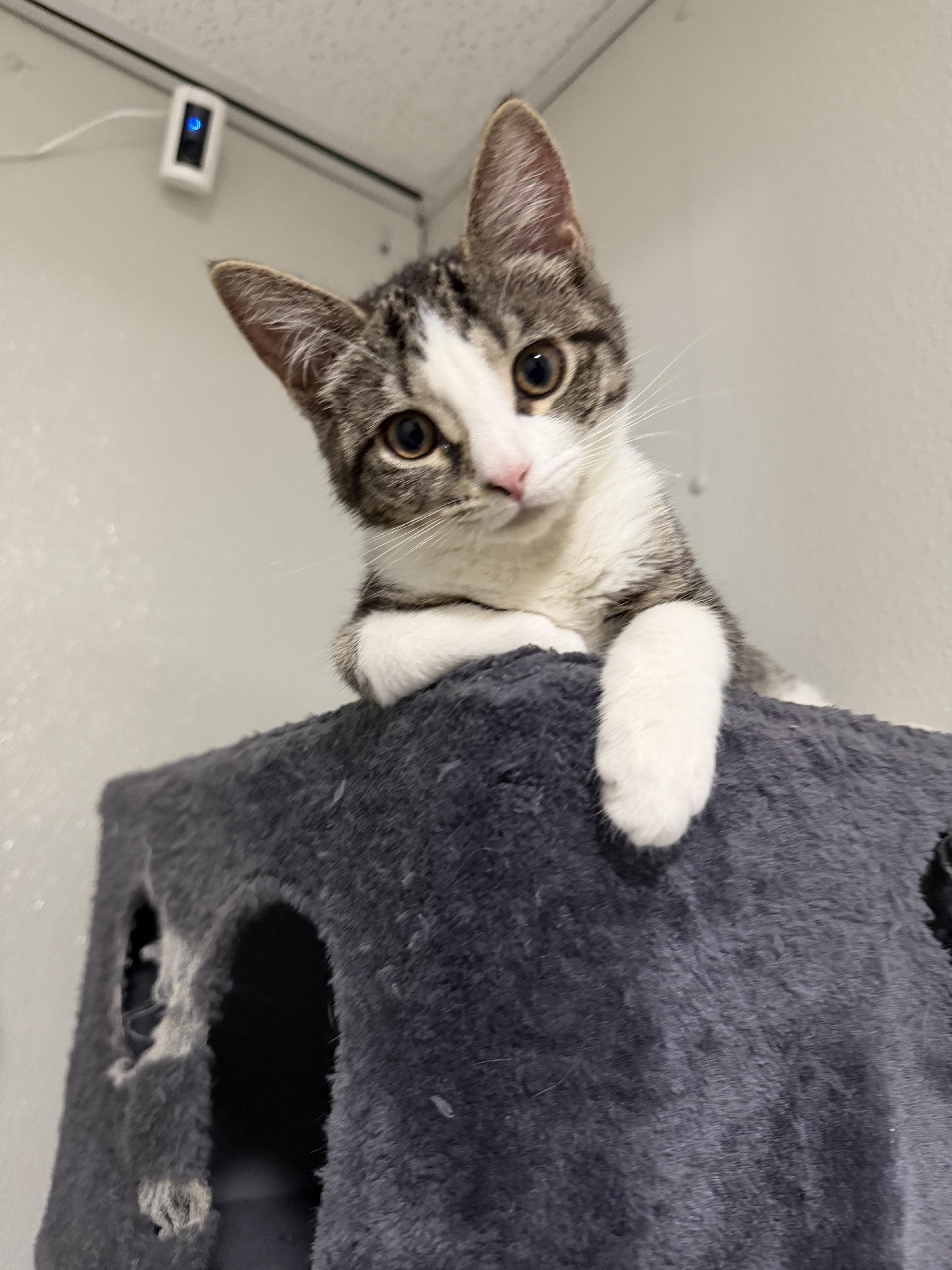 Jet, adopted, Kitten Female Domestic Short Hair.