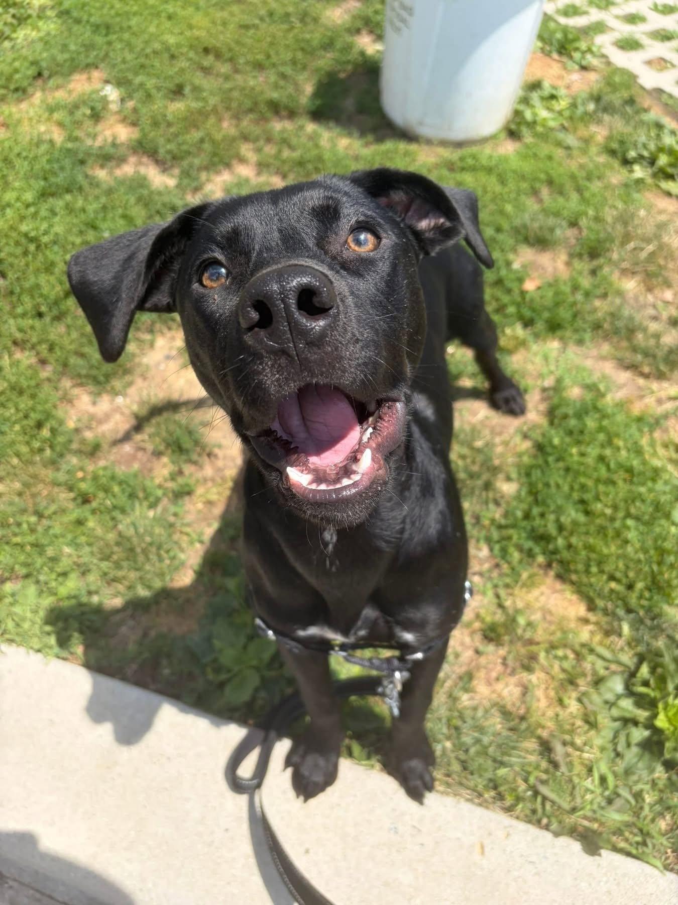 Leah, a Adopted Mixed Breed in New Castle, DE image 1/3