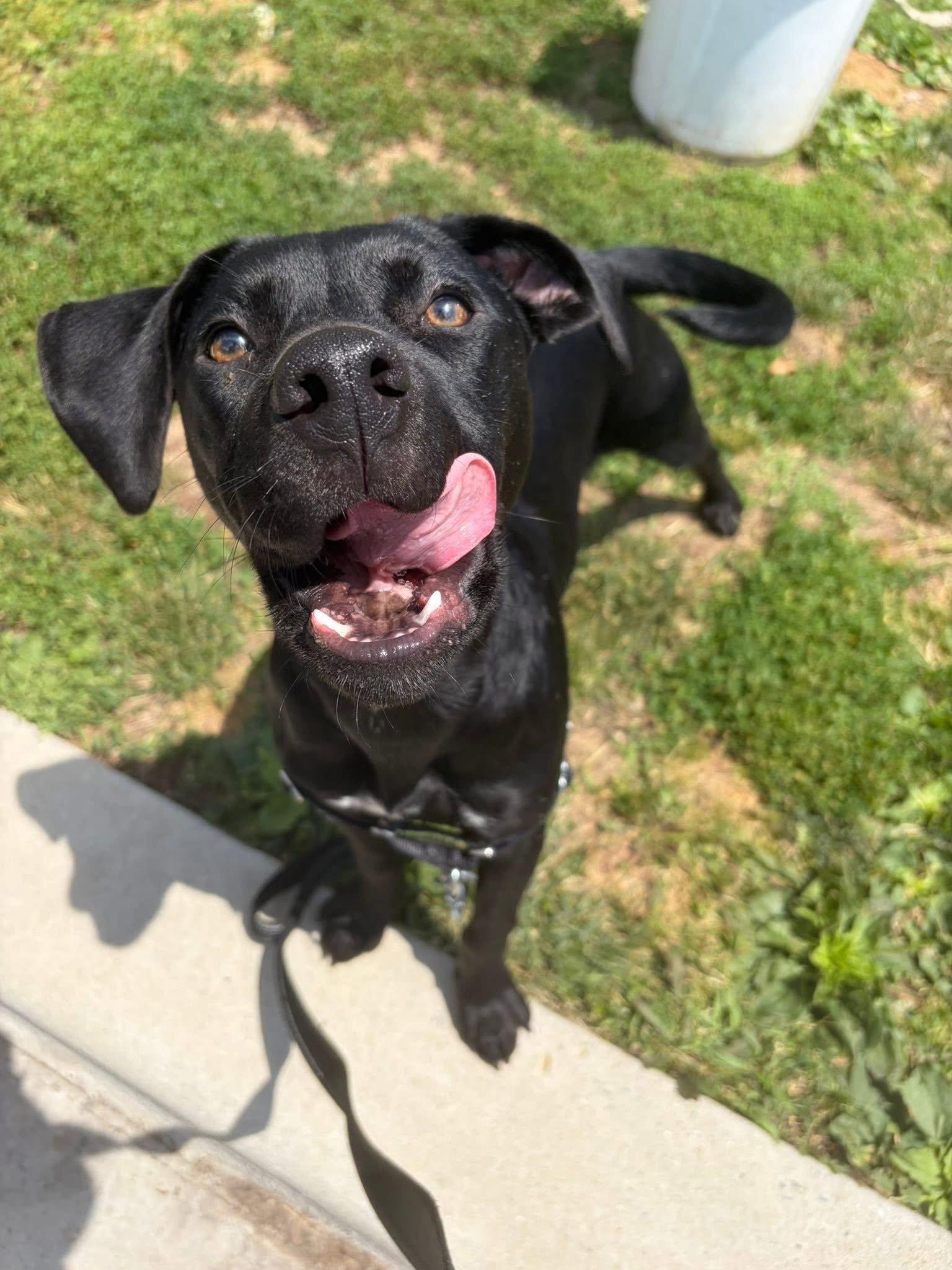 Leah, a Adopted Mixed Breed in New Castle, DE image 2/3