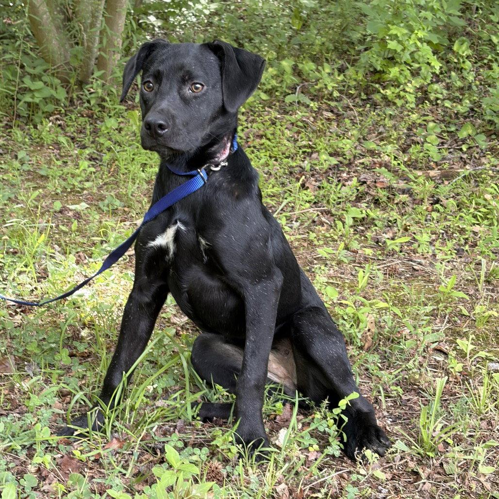 Leah, a Adopted Mixed Breed in New Castle, DE image 3/3
