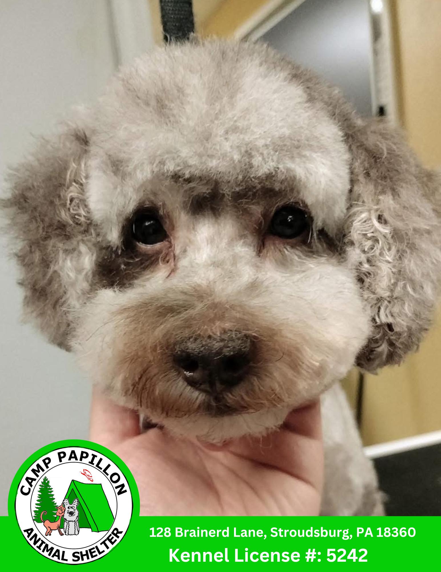 Enlarge Ralph, a Adoptable mixed breed in Stroudsburg, PA image 1/1