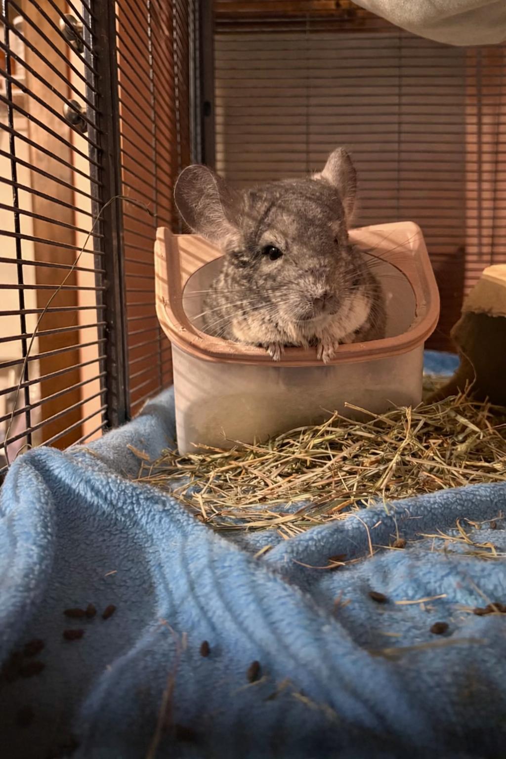 Enlarge Pudgy, an adopted Chinchilla in Omaha, NE image 2/2