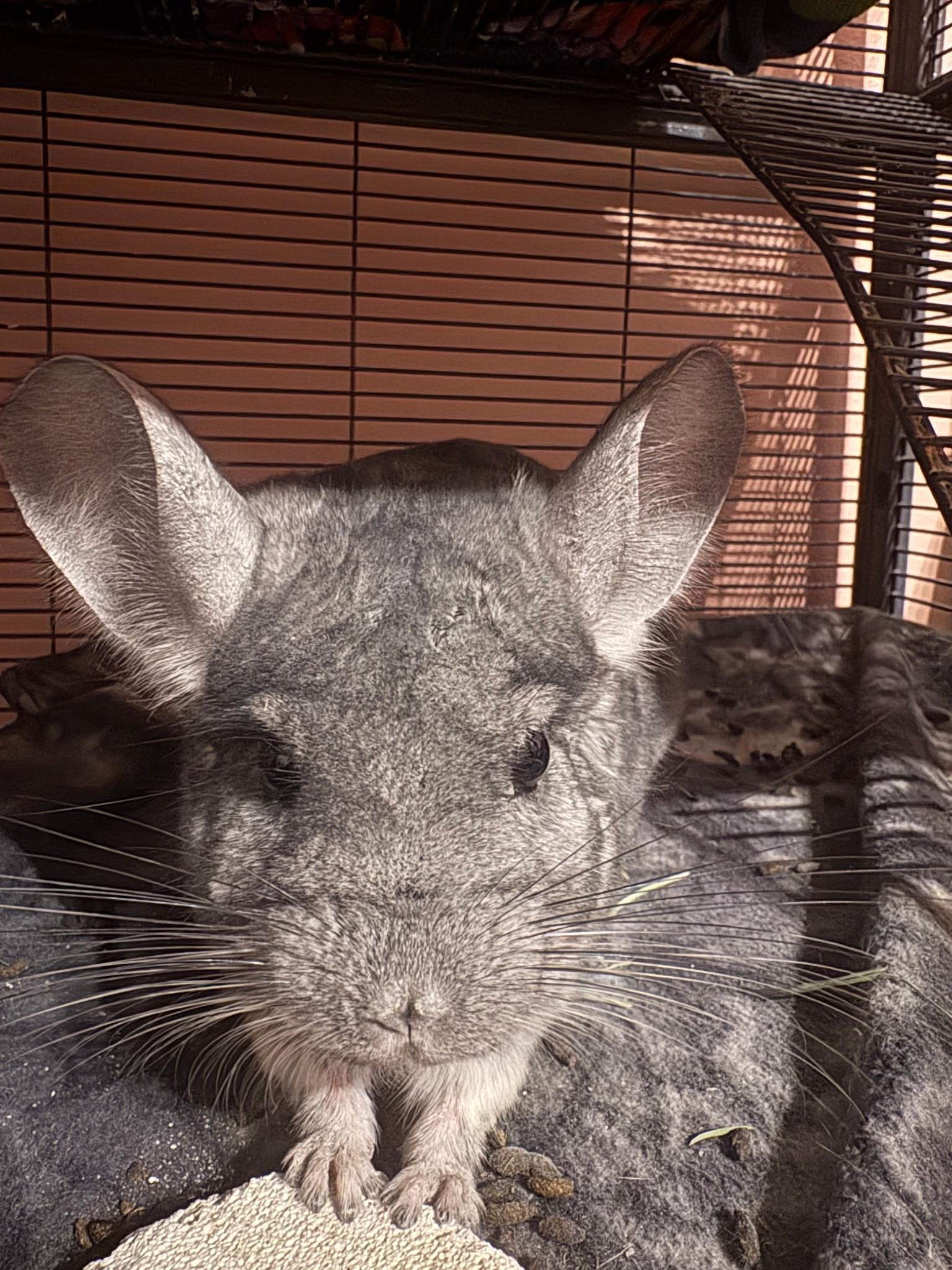 Enlarge Pudgy, an adopted Chinchilla in Omaha, NE image 1/2