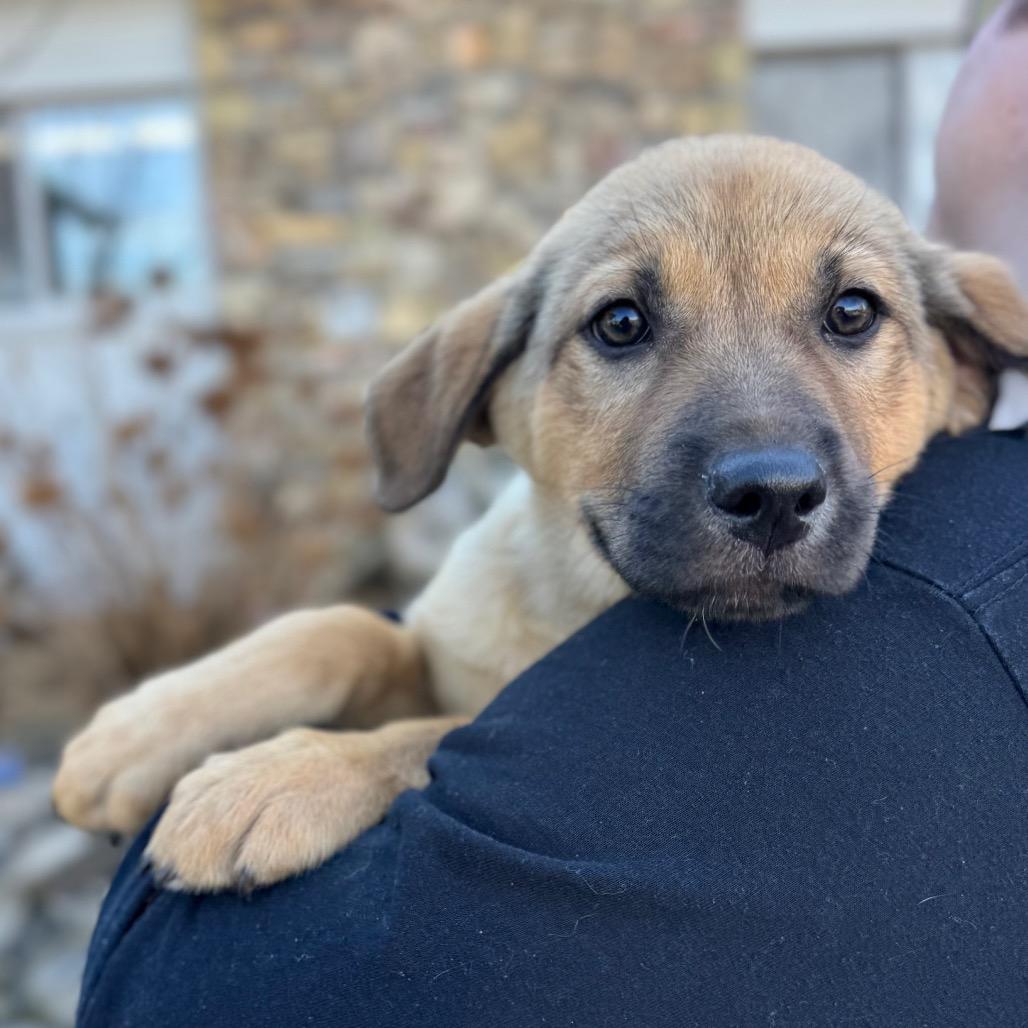 Cheesecake, a Adoptable Mixed Breed in Hendersonville, NC image 1/6