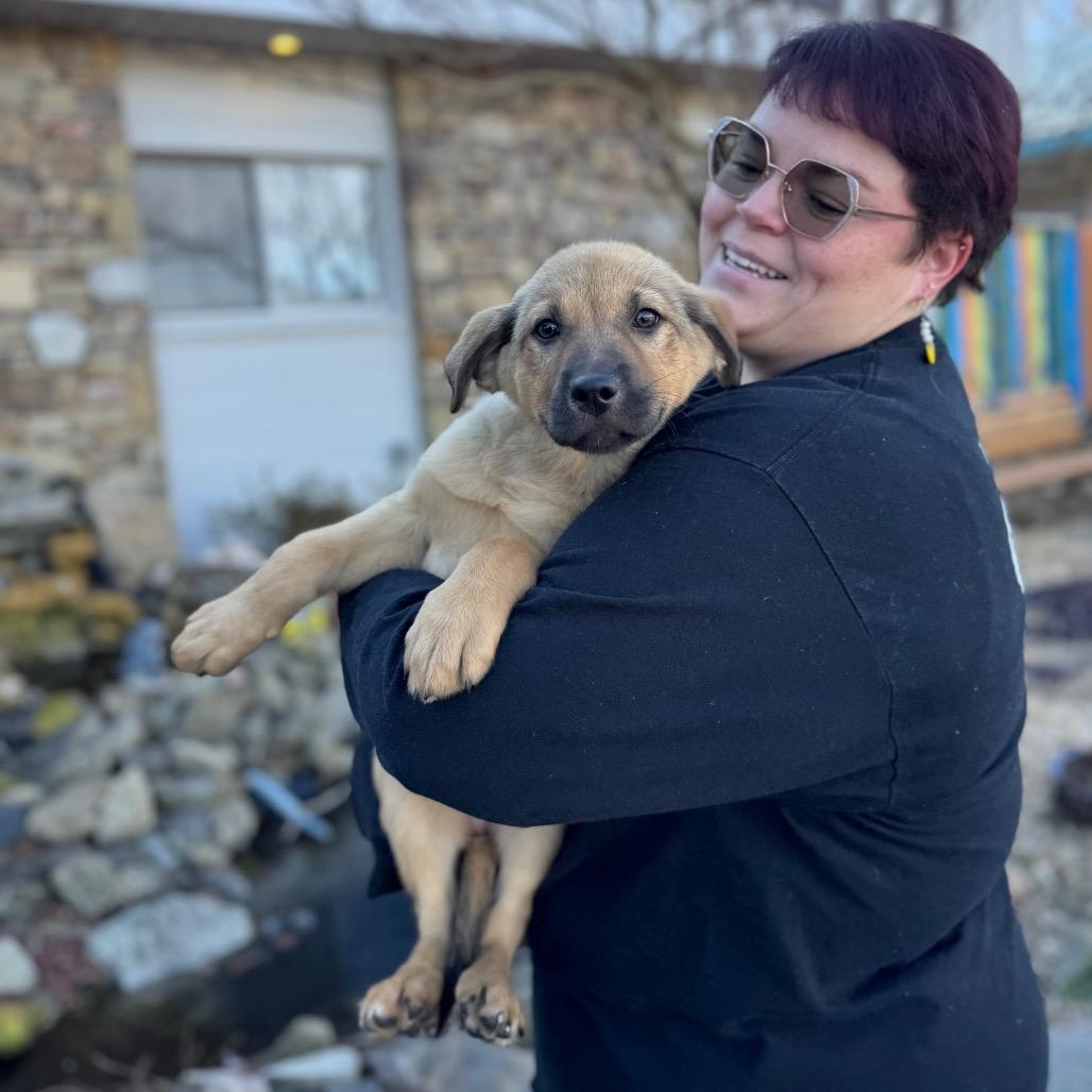 Cheesecake, a Adoptable Mixed Breed in Hendersonville, NC image 2/6