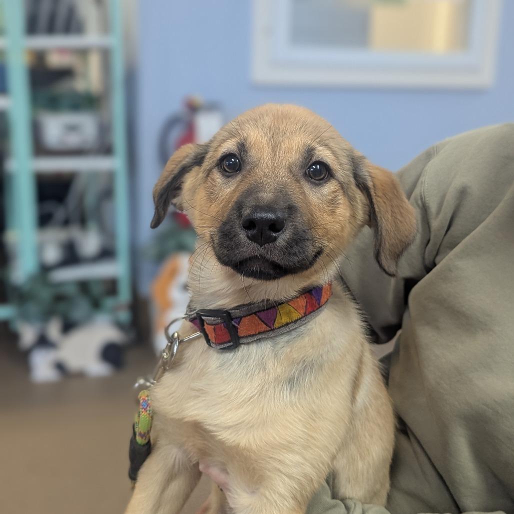 Cheesecake, a Adoptable Mixed Breed in Hendersonville, NC image 3/6