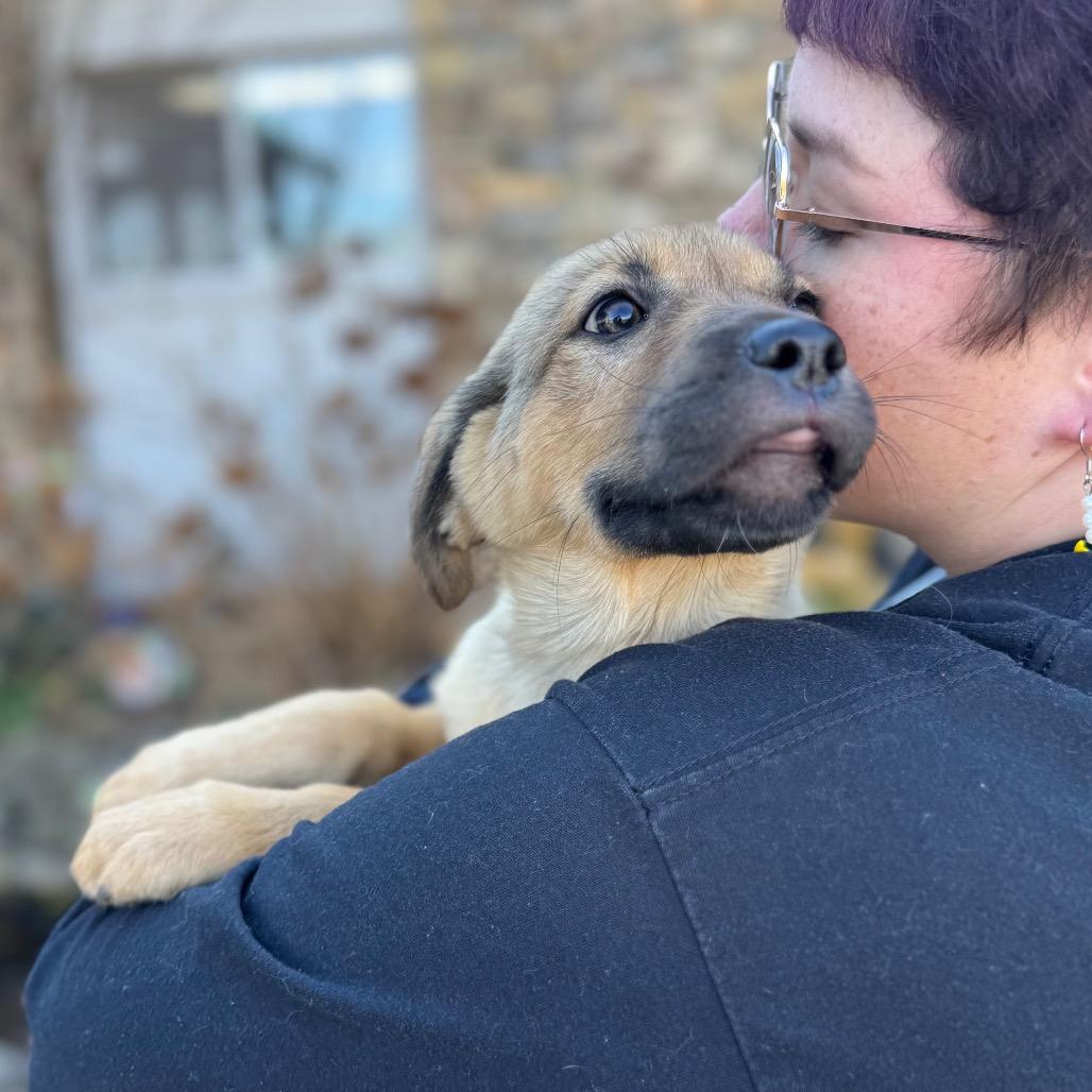 Cheesecake, a Adoptable Mixed Breed in Hendersonville, NC image 4/6