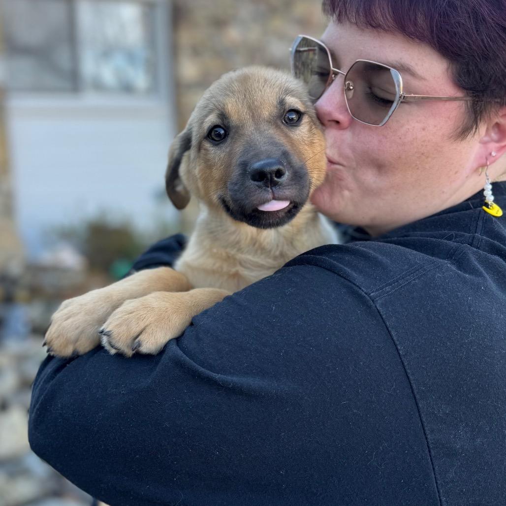 Cheesecake, a Adoptable Mixed Breed in Hendersonville, NC image 5/6