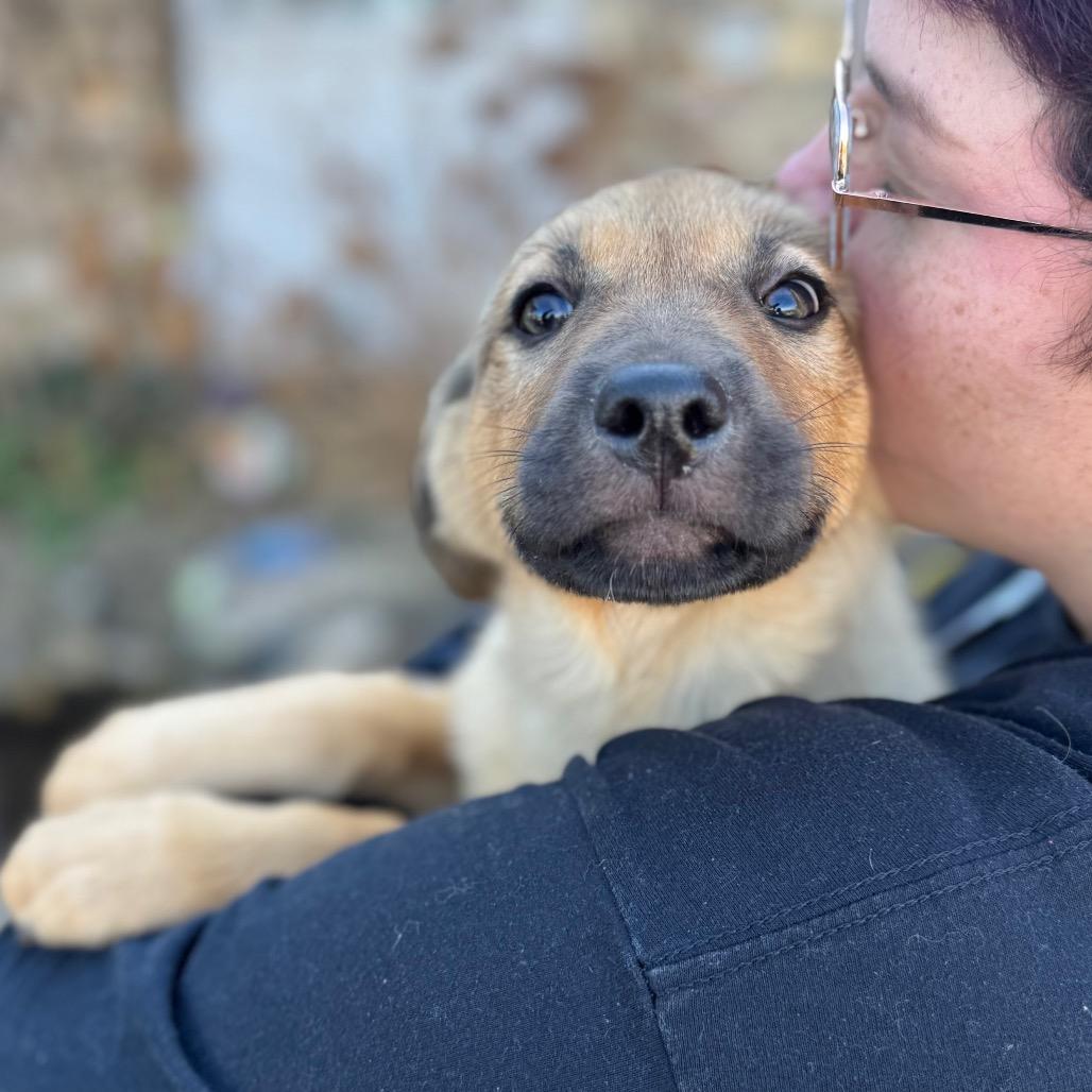 Cheesecake, a Adoptable Mixed Breed in Hendersonville, NC image 6/6