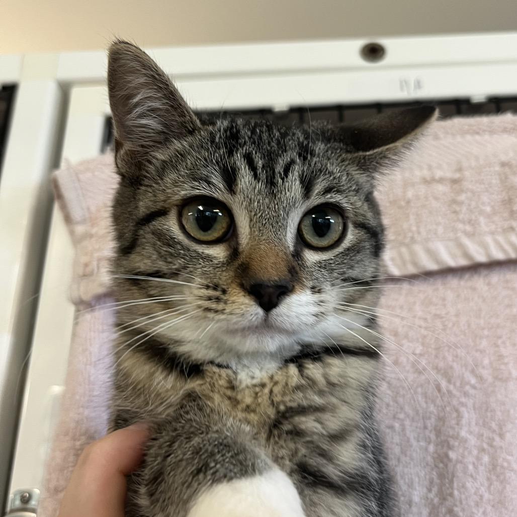 Enlarge Poppy, a Adoptable Domestic Short Hair in Ruckersville, VA image 1/4