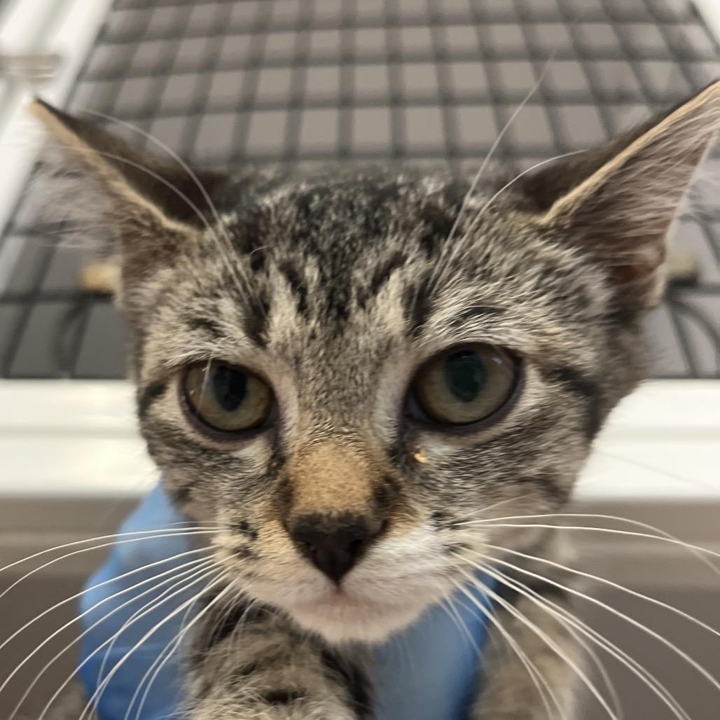 Enlarge Poppy, a Adoptable Domestic Short Hair in Ruckersville, VA image 2/4