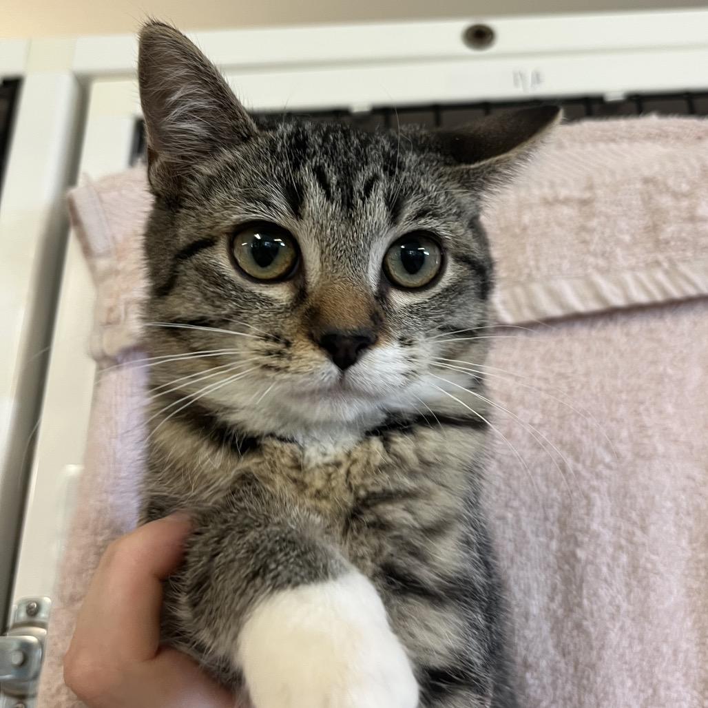 Enlarge Poppy, a Adoptable Domestic Short Hair in Ruckersville, VA image 3/4