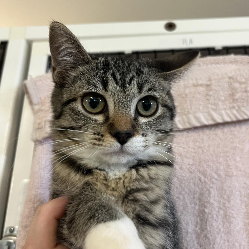 Enlarge Poppy, a Adoptable Domestic Short Hair in Ruckersville, VA image 4/4