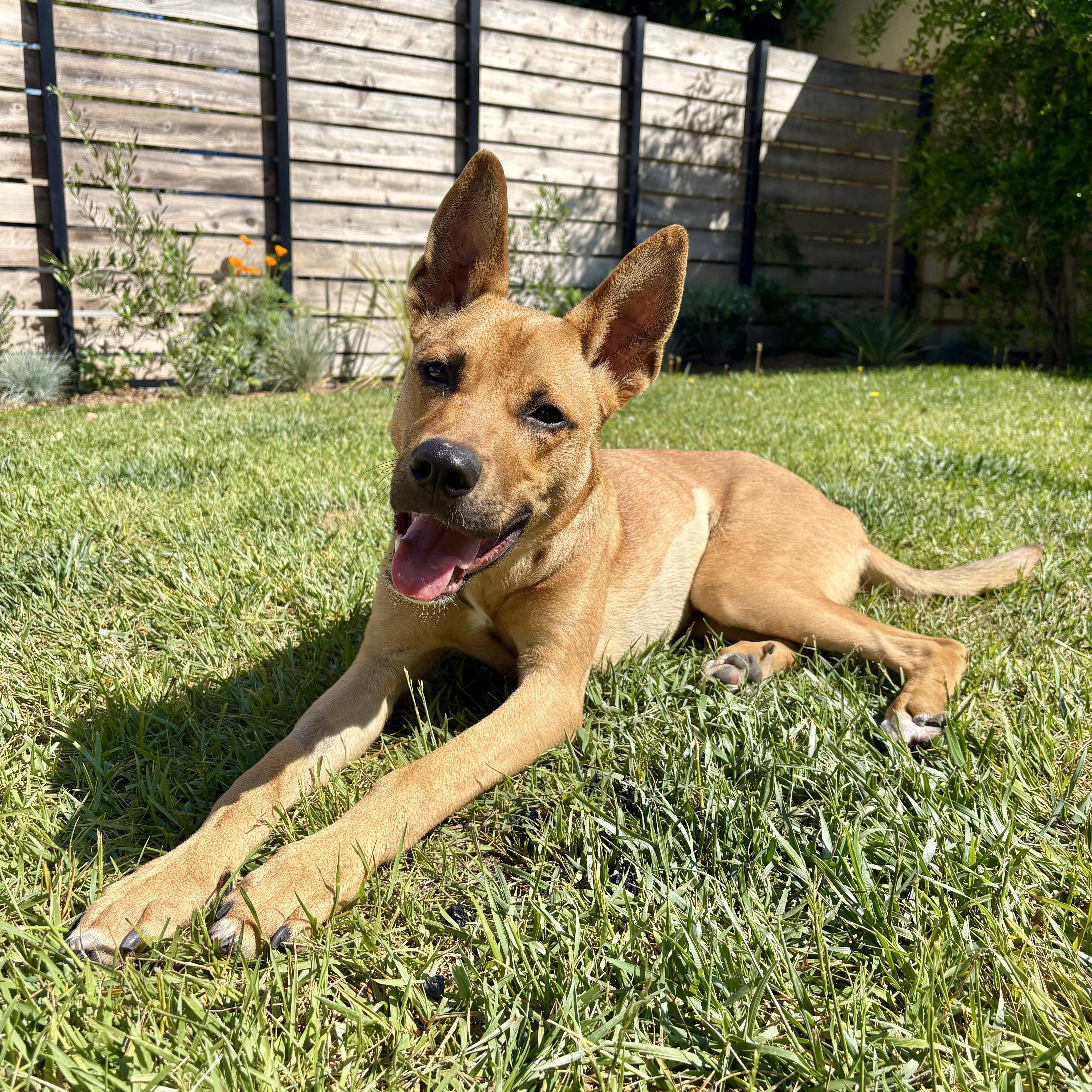 Enlarge Nike, a Adoptable mixed breed in Los Angeles, CA image 2/6