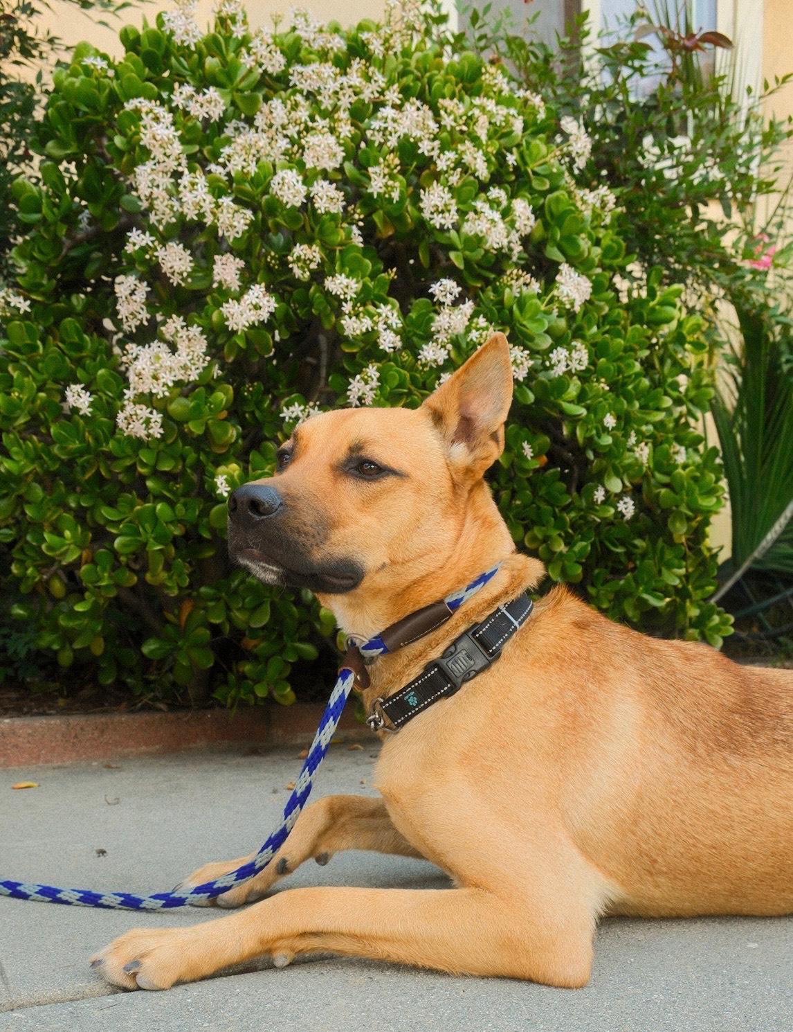 Enlarge Nike, a Adoptable mixed breed in Los Angeles, CA image 6/6