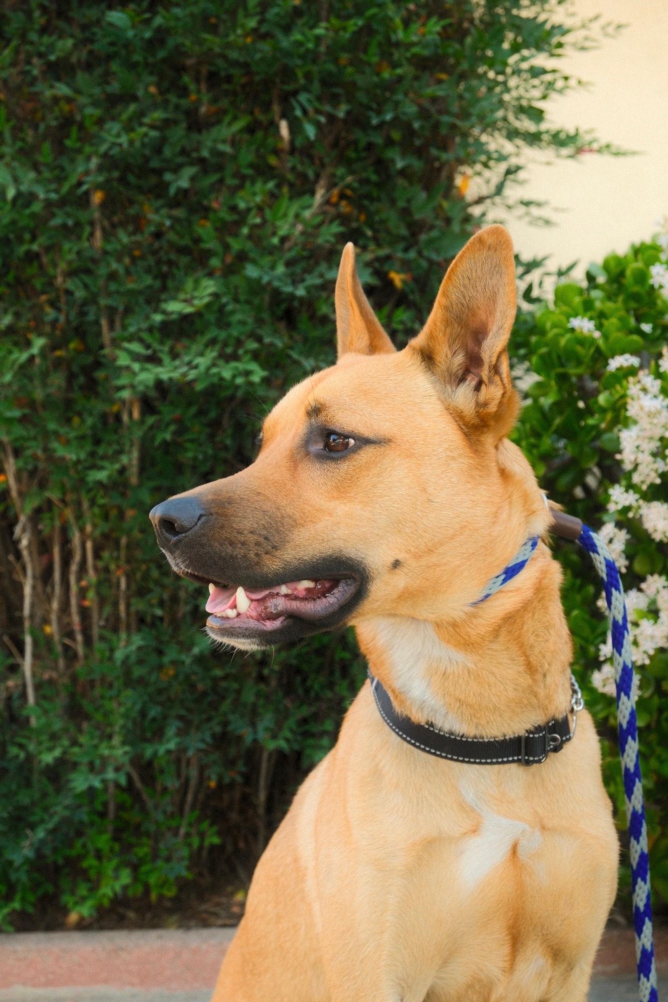 Enlarge Nike, a Adoptable mixed breed in Los Angeles, CA image 5/6