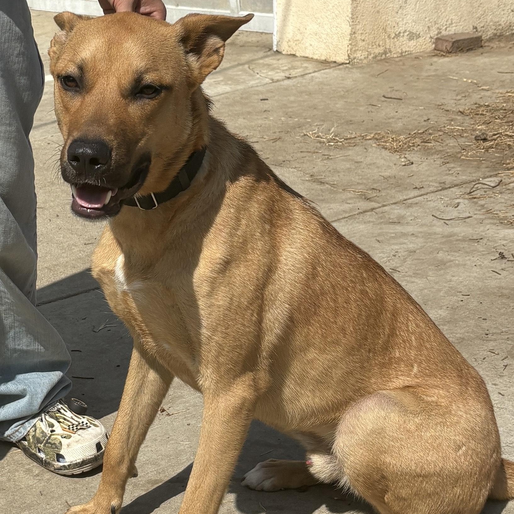 Enlarge Nike, a Adoptable mixed breed in Los Angeles, CA image 3/6