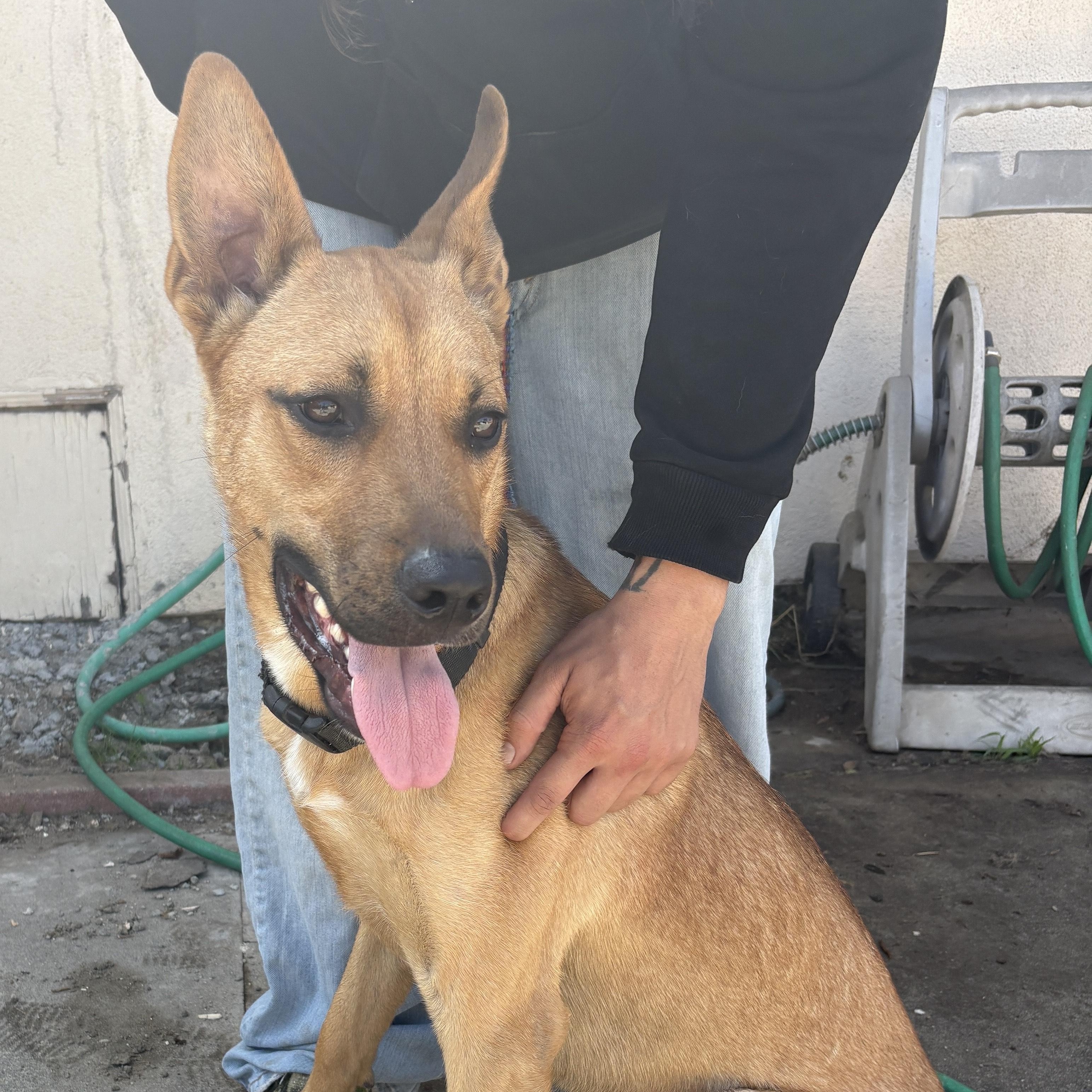 Enlarge Nike, a Adoptable mixed breed in Los Angeles, CA image 4/6