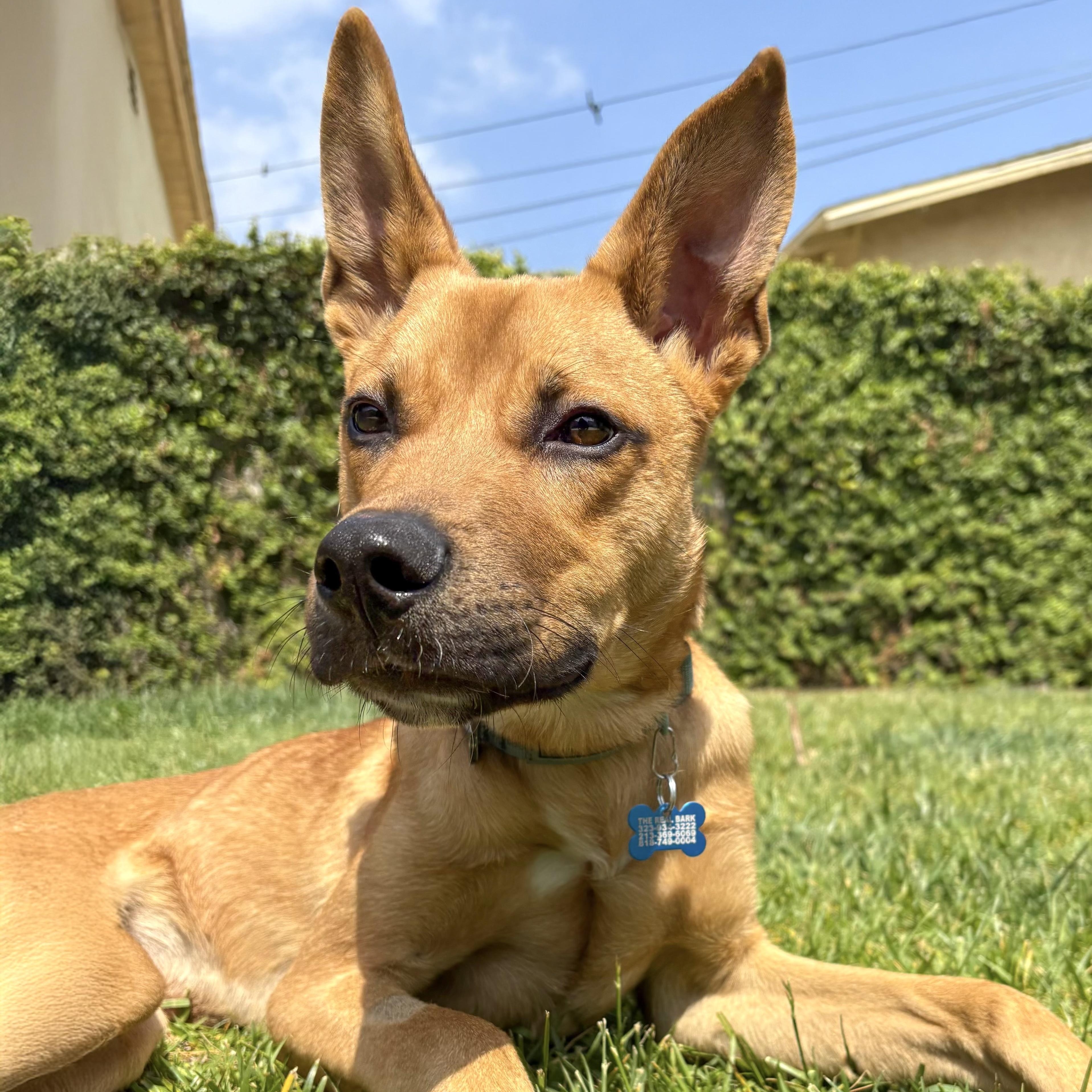 Enlarge Nike, a Adoptable mixed breed in Los Angeles, CA image 6/6