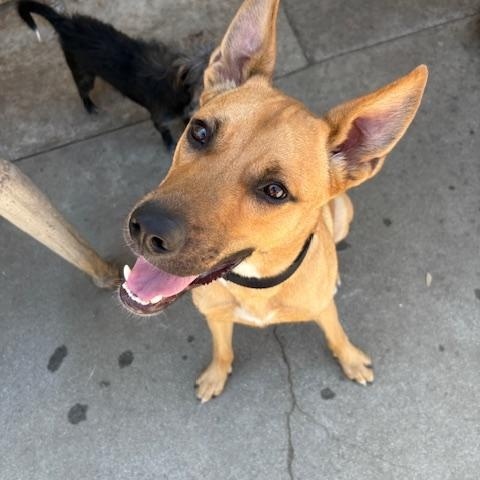 Enlarge Nike, a Adoptable mixed breed in Los Angeles, CA image 1/6