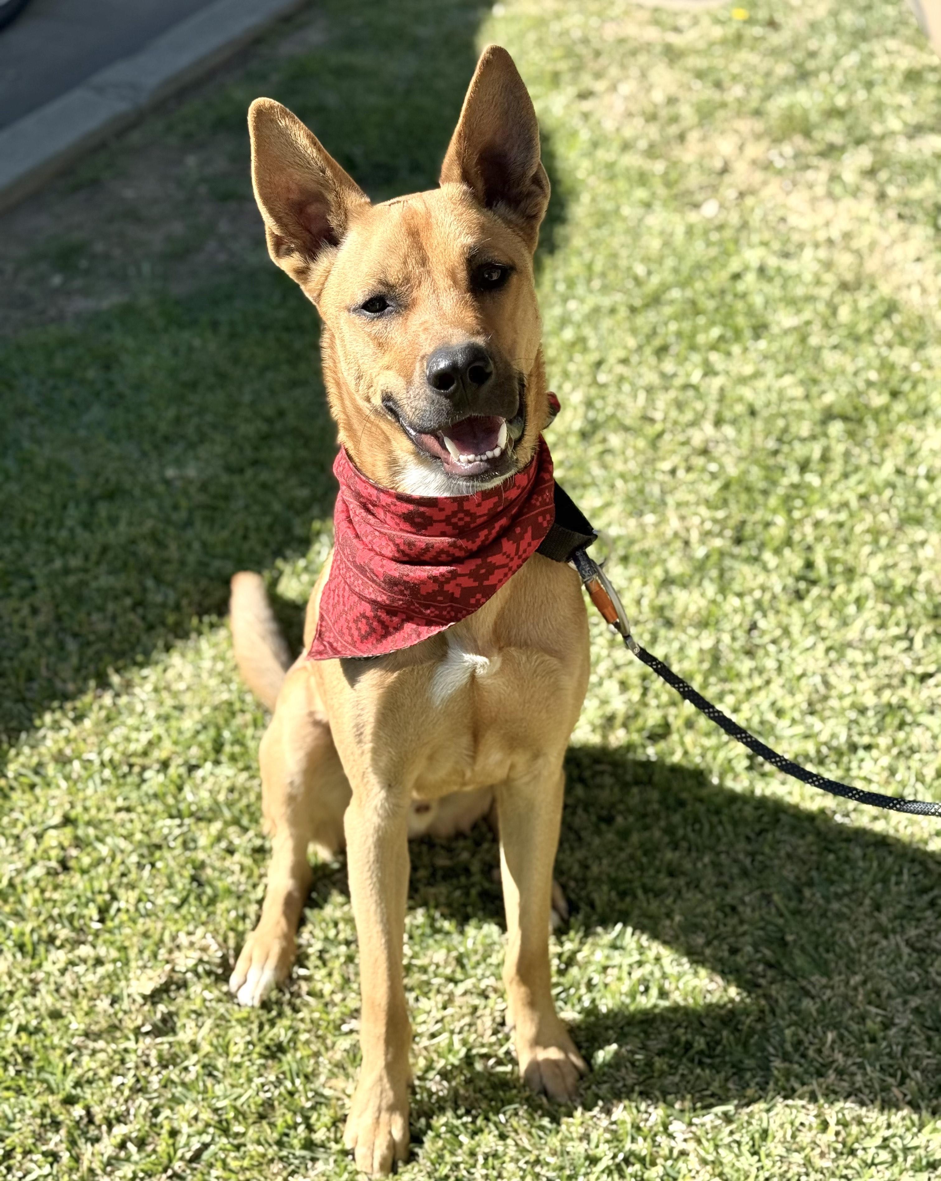 Nike, Adoptable, Young Male Shepherd & German Shepherd Dog.