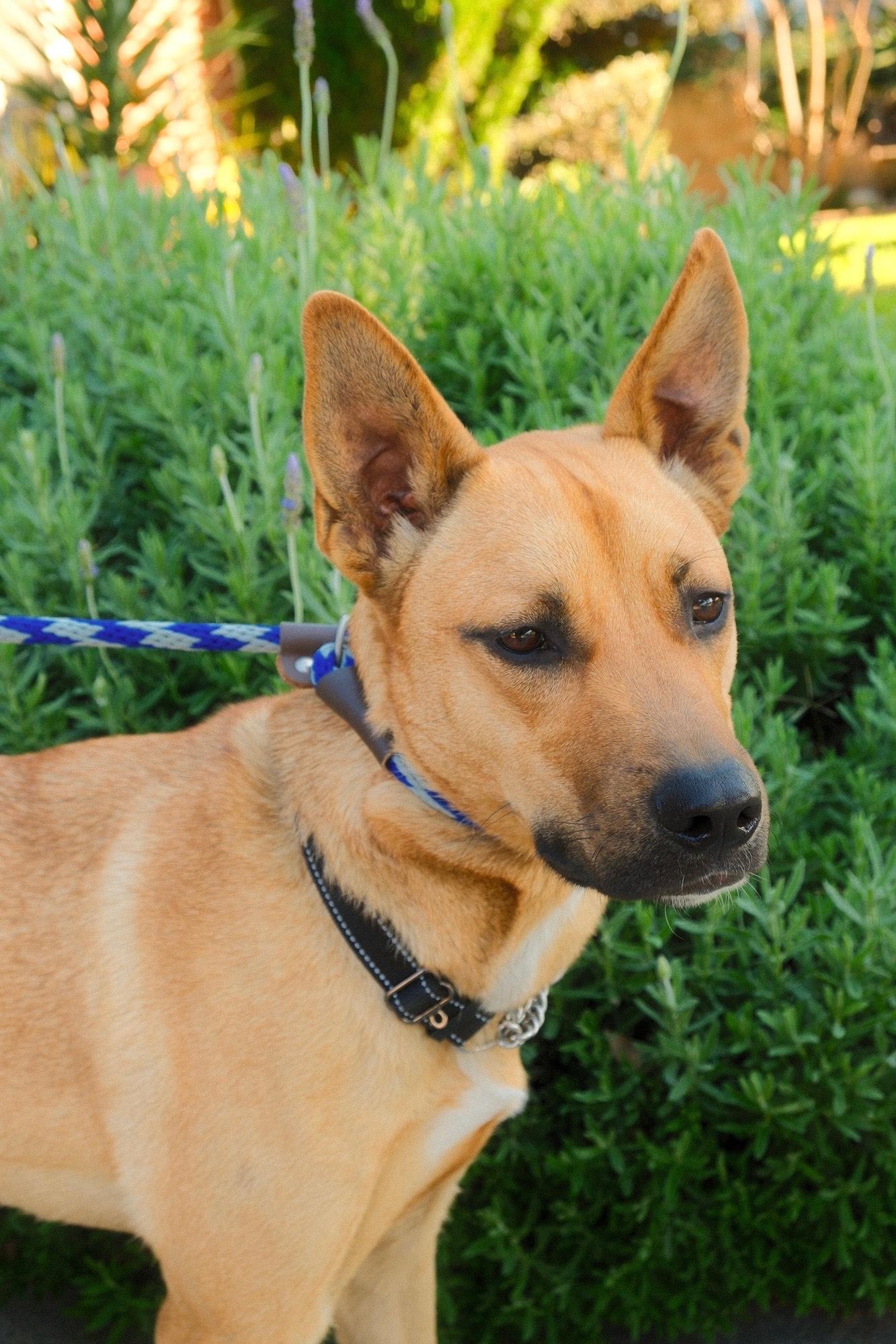 Enlarge Nike, a Adoptable mixed breed in Los Angeles, CA image 4/6