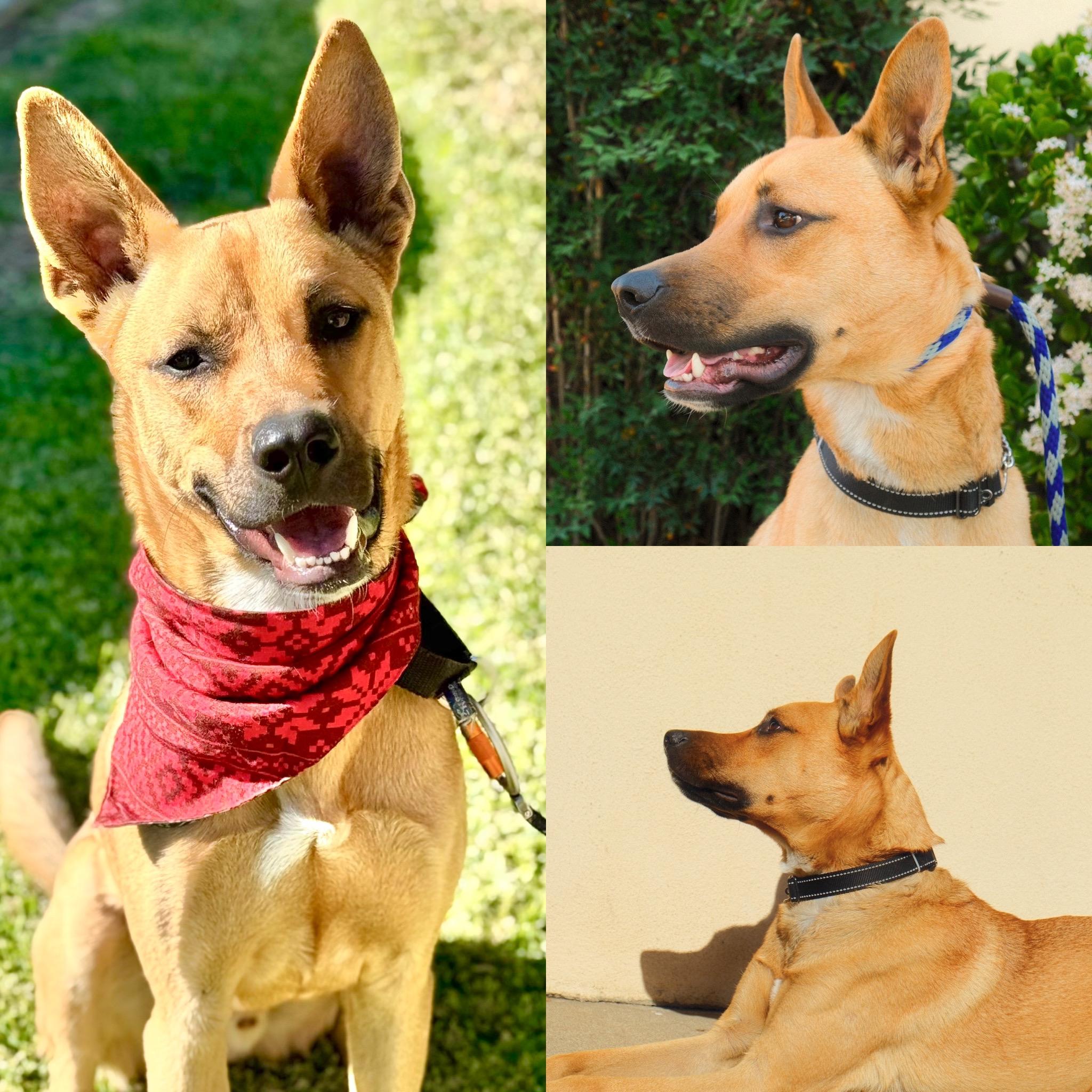 Enlarge Nike, a Adoptable mixed breed in Los Angeles, CA image 1/6