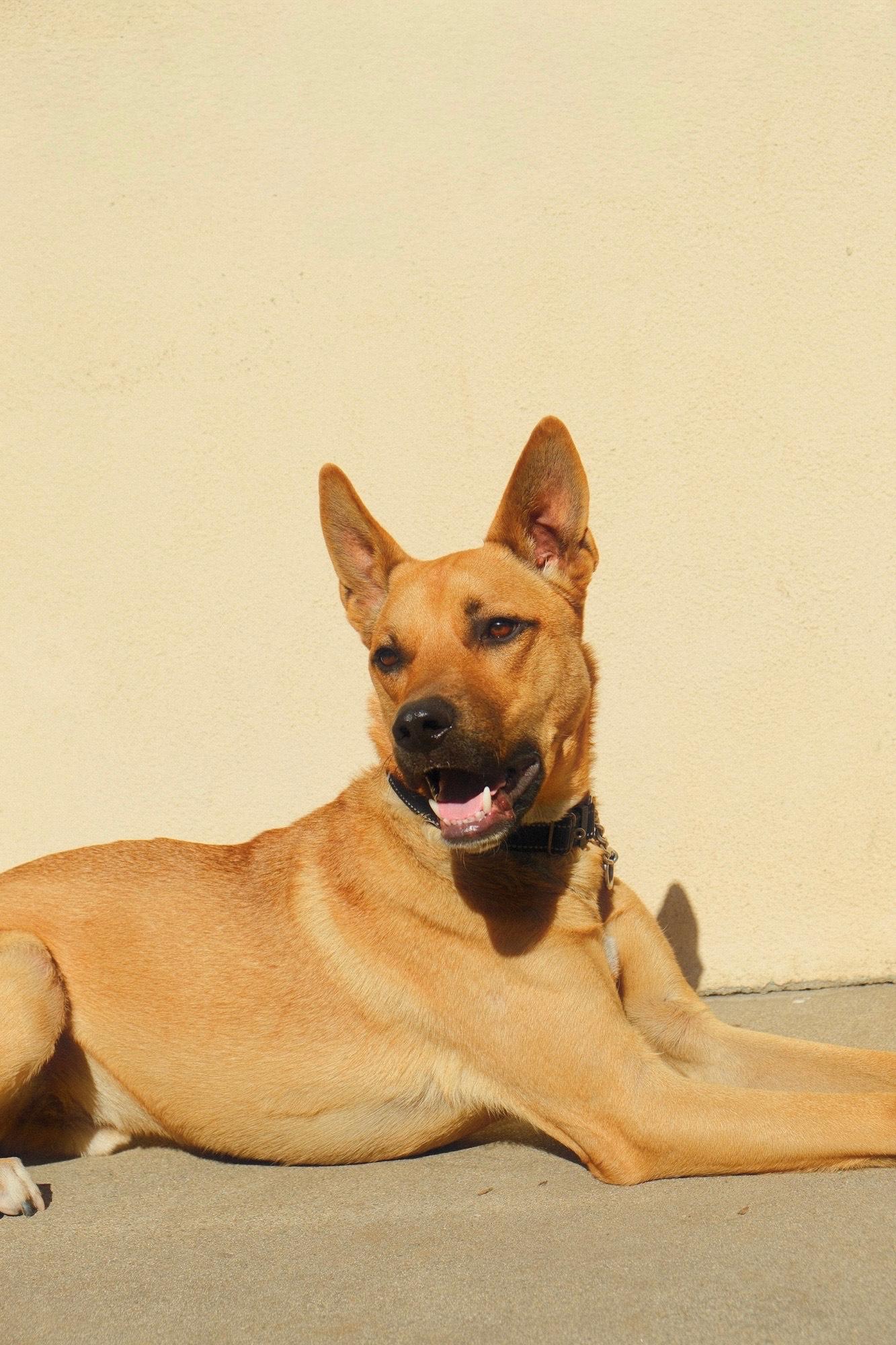 Enlarge Nike, a Adoptable mixed breed in Los Angeles, CA image 2/6