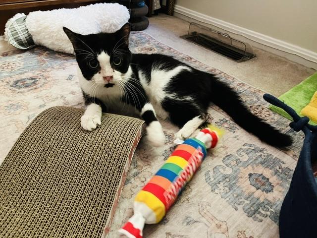 Kari, Adoptable, Adult Male Domestic Short Hair.