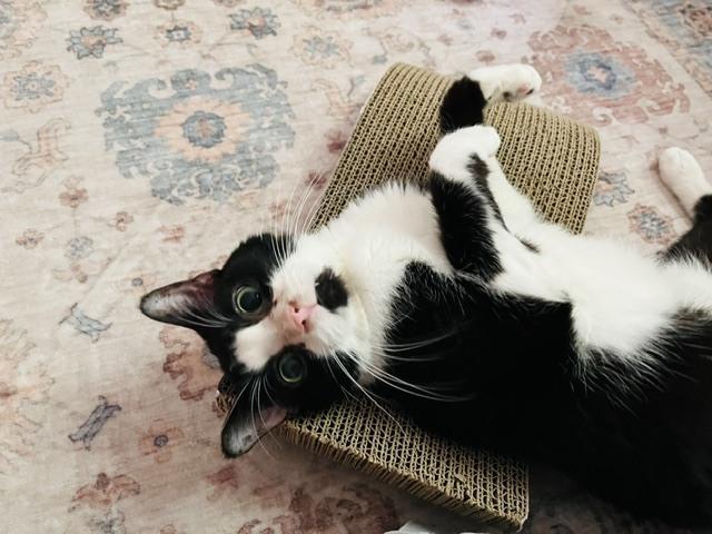 Enlarge Kari, a Adoptable Domestic Short Hair in Bowie, MD image 2/4