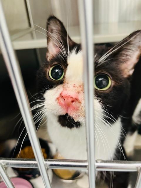 Enlarge Kari, a Adoptable Domestic Short Hair in Bowie, MD image 3/4