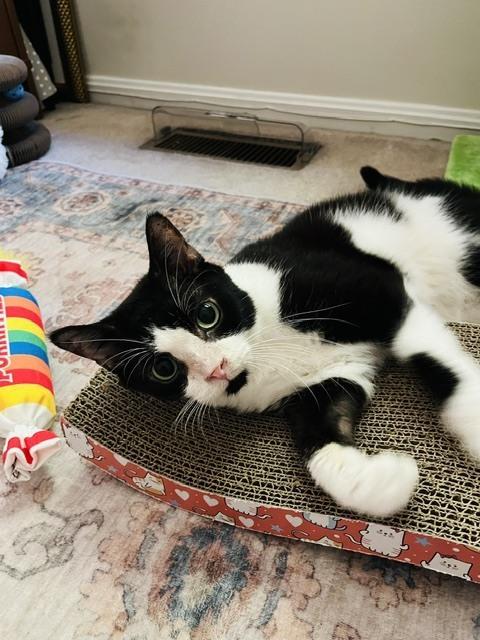 Enlarge Kari, a Adoptable Domestic Short Hair in Bowie, MD image 4/4