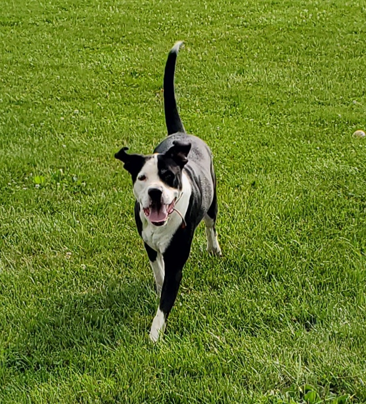 Archie, Adoptable, Adult Male Great Dane & Pit Bull Terrier.