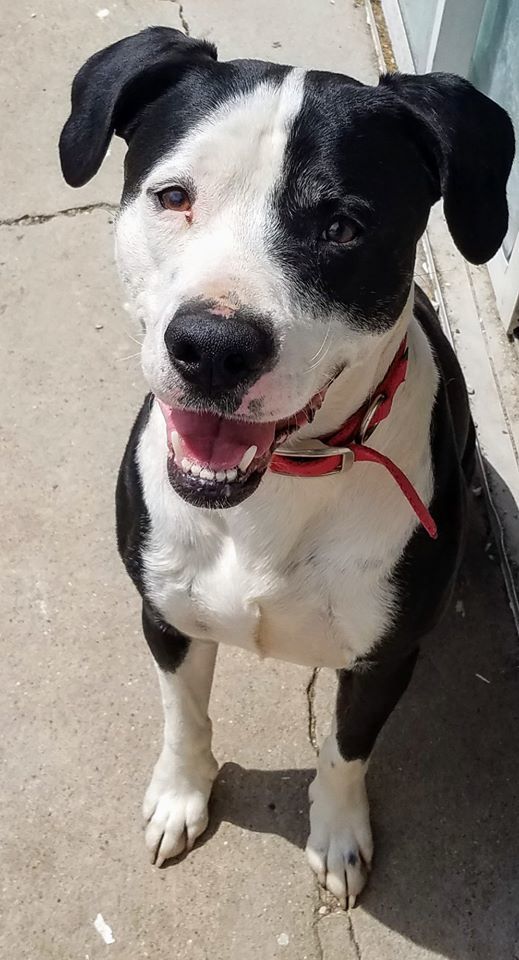 Enlarge Archie, a Adoptable mixed breed in Winchester, IL image 2/6