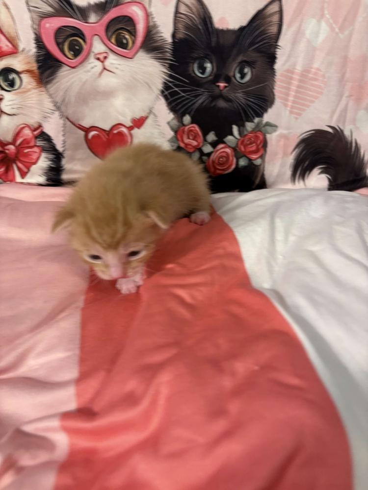 Fanta, Adoptable, Kitten Male Domestic Short Hair.