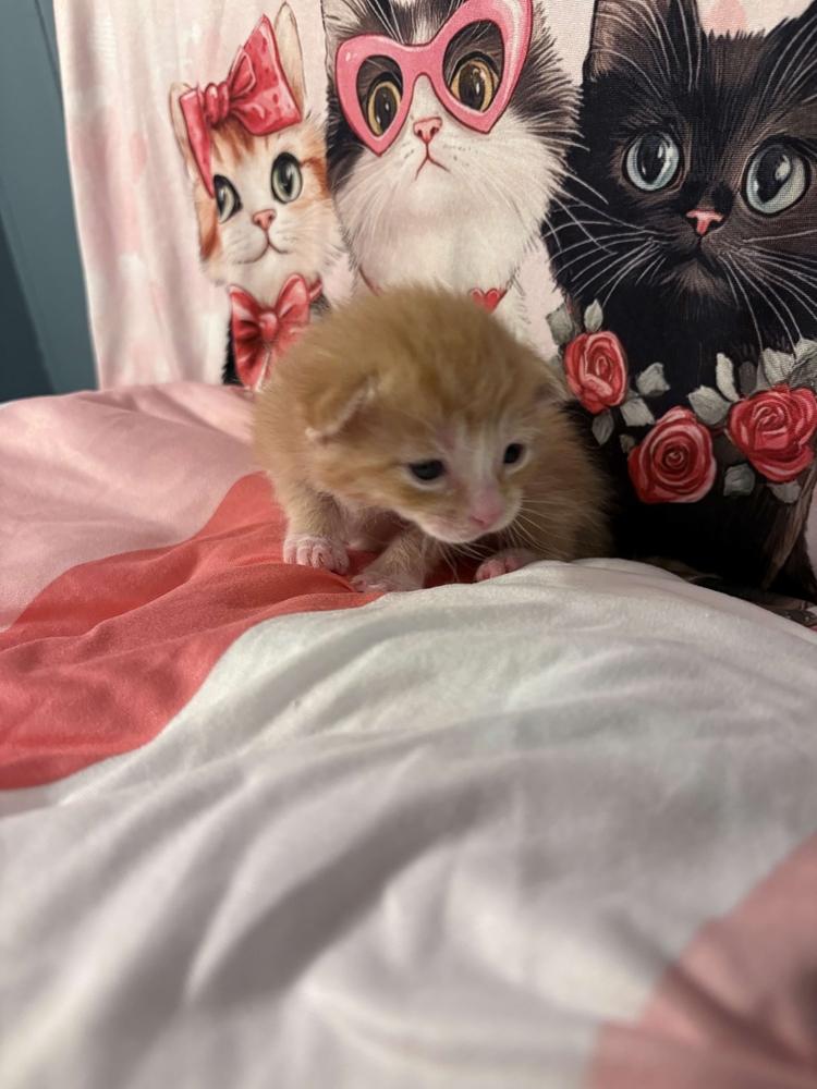 Enlarge Fanta, a Adoptable mixed breed in Grand Rapids, MI image 2/6