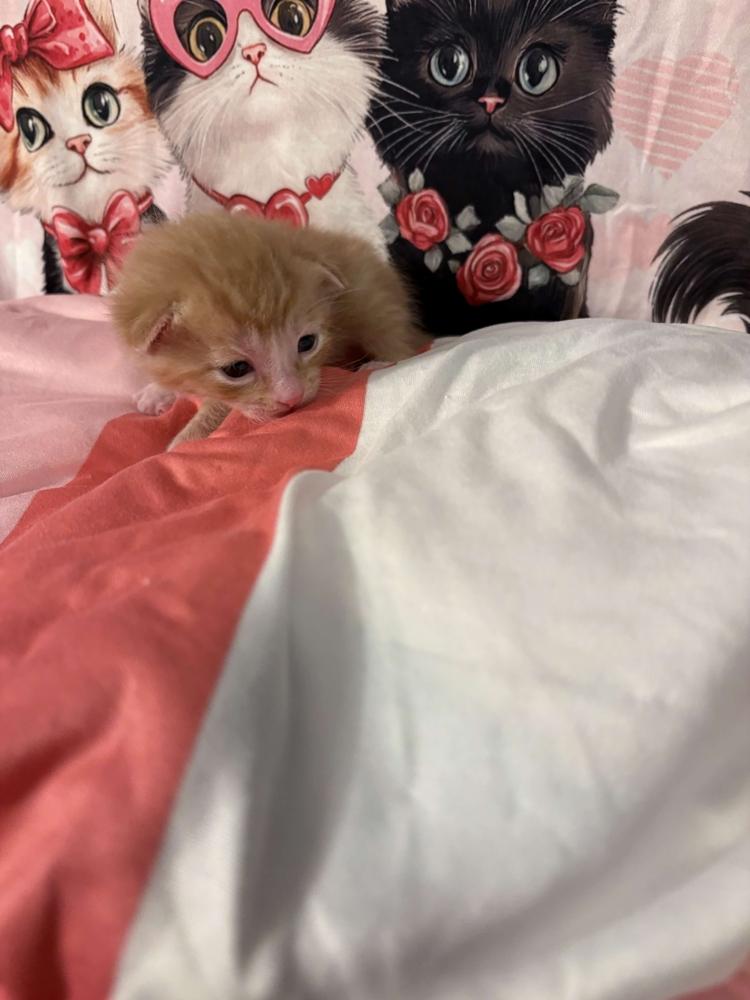 Enlarge Fanta, a Adoptable mixed breed in Grand Rapids, MI image 3/6