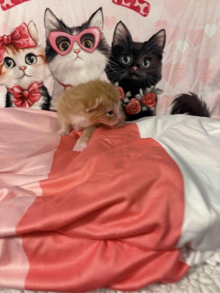 Enlarge Fanta, a Adoptable mixed breed in Grand Rapids, MI image 4/6