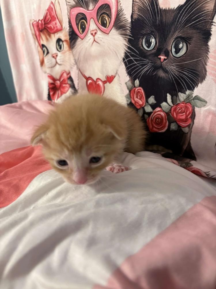 Enlarge Fanta, a Adoptable mixed breed in Grand Rapids, MI image 6/6