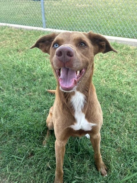 Tater, a Adoptable mixed breed in Sunnyvale, TX image 1/3