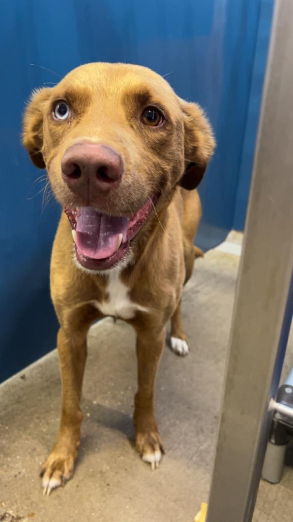 Tater, a Adoptable mixed breed in Sunnyvale, TX image 2/3