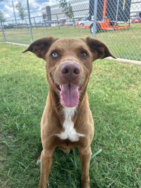 Tater, a Adoptable mixed breed in Sunnyvale, TX image 3/3
